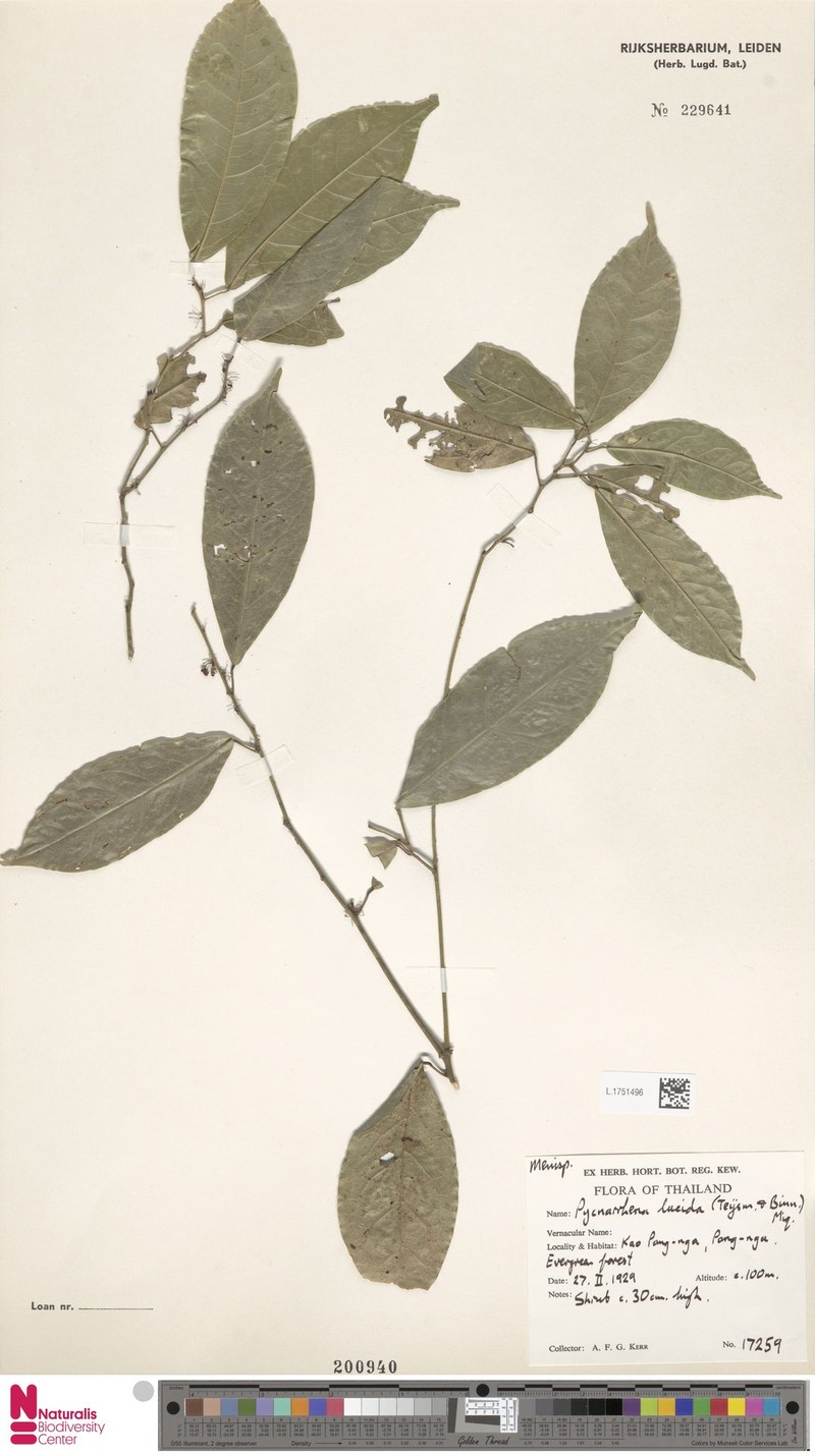 Pycnarrhena planiflora photo 4