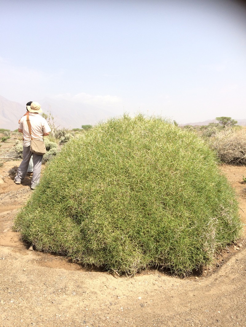 Pycnocycla aucheriana