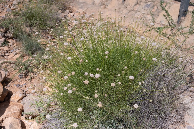 Pycnocycla aucheriana photo 2