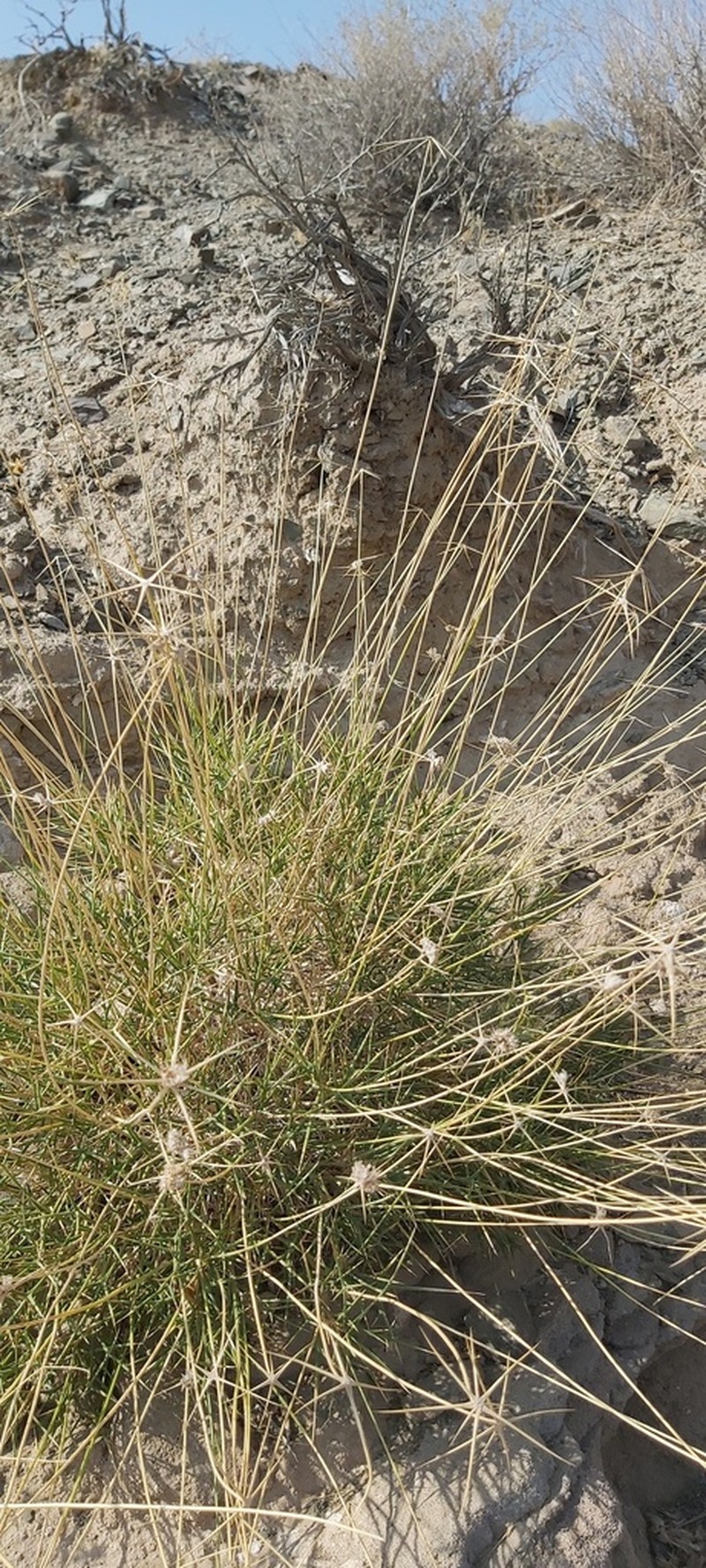 Pycnocycla aucheriana photo 4