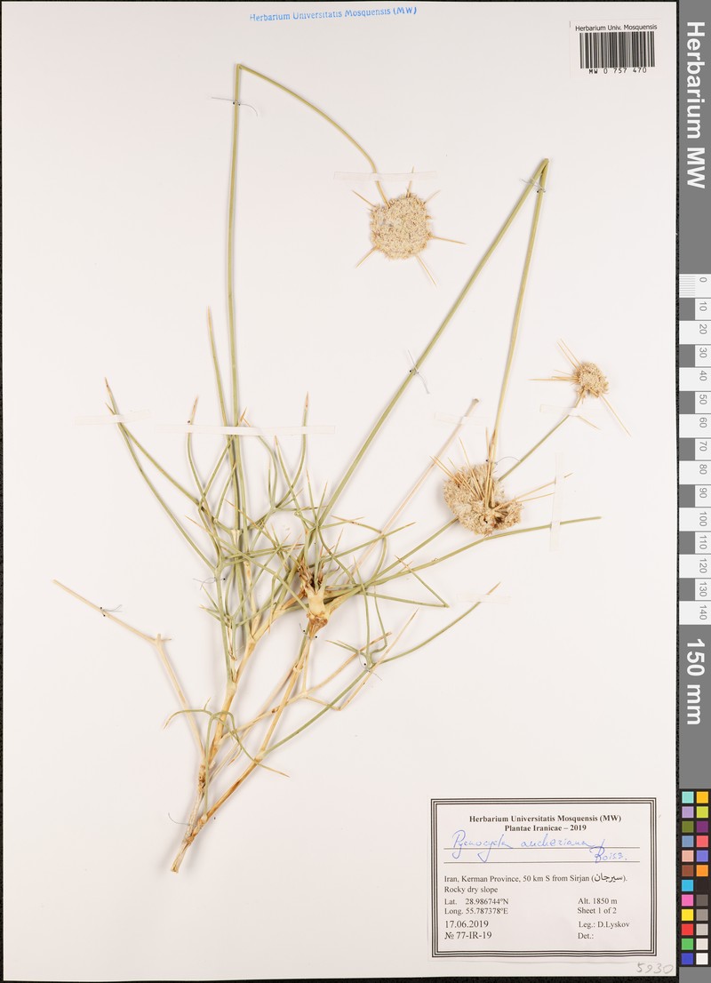 Pycnocycla aucheriana photo 6