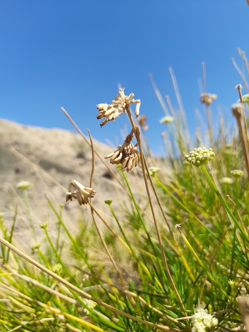 Pycnocycla bashagardiana