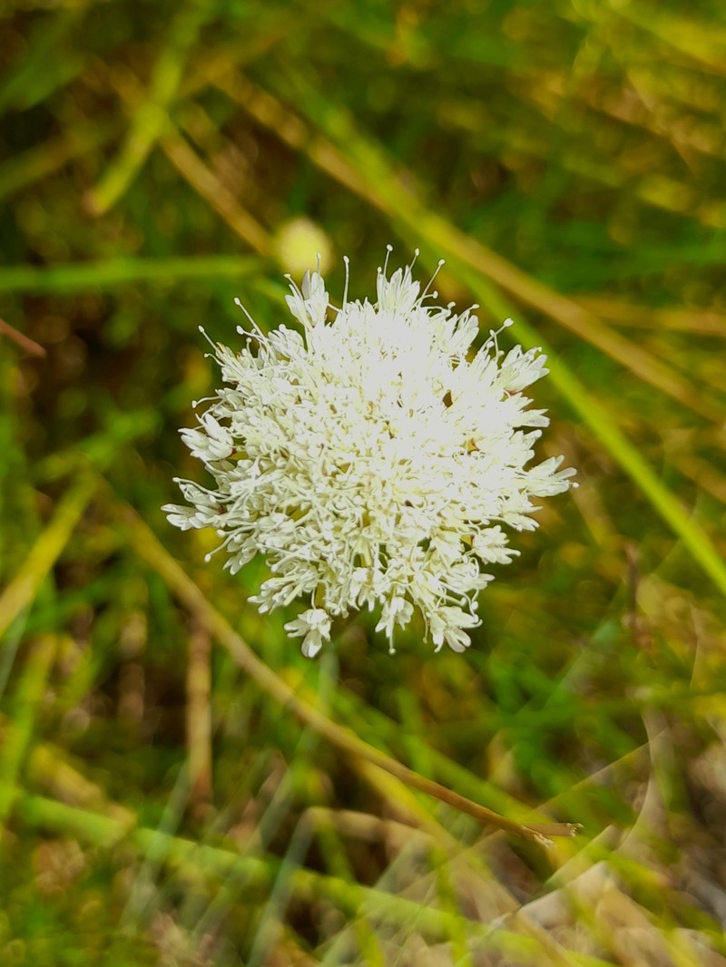 Pycnocycla bashagardiana photo 3