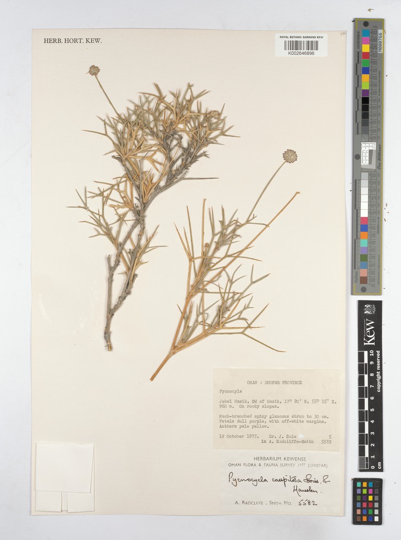 Pycnocycla cespitosa photo 3