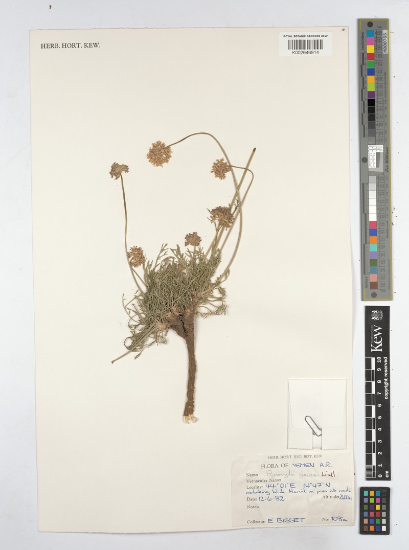 Pycnocycla glauca photo 2