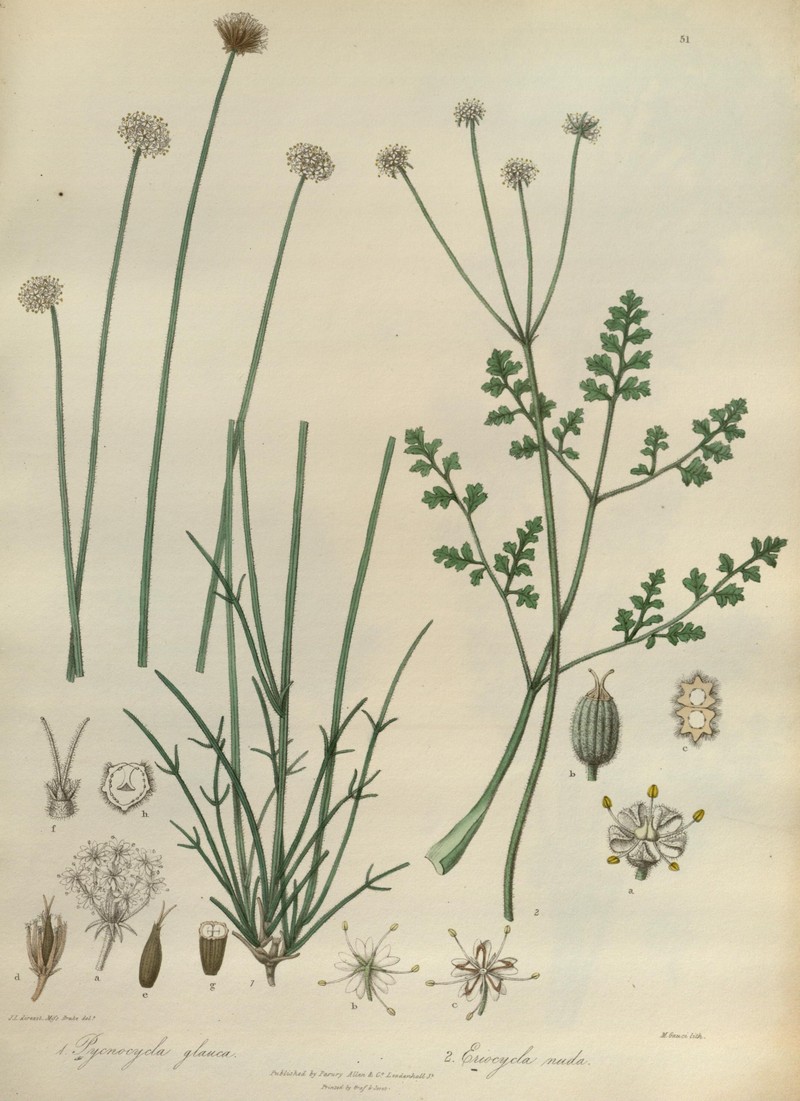 Pycnocycla glauca