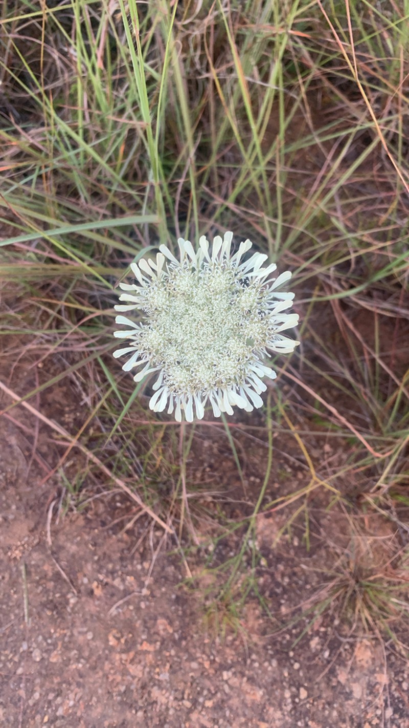 Pycnocycla ledermannii