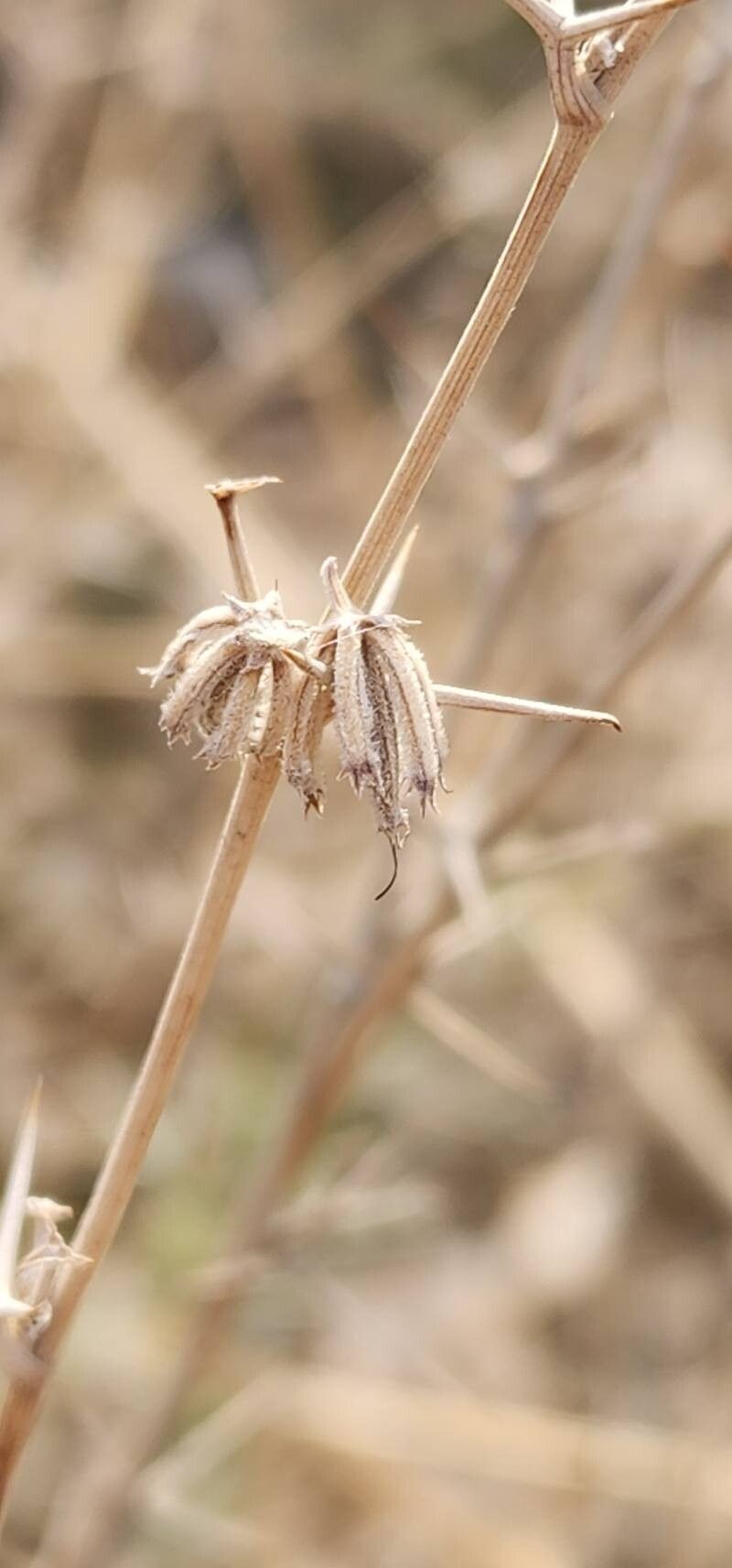 Pycnocycla nodiflora