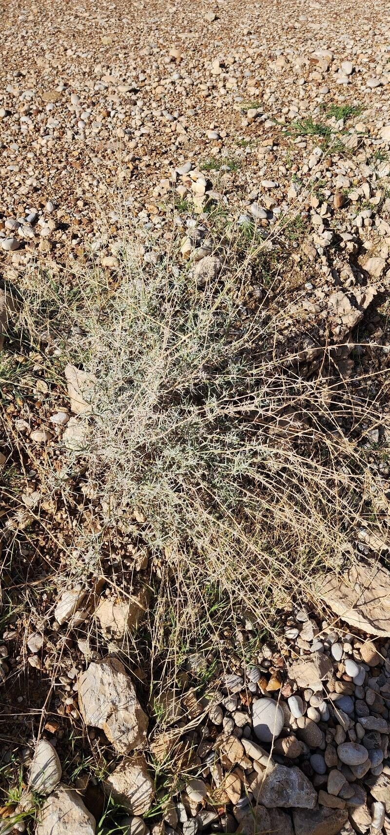 Pycnocycla nodiflora photo 2