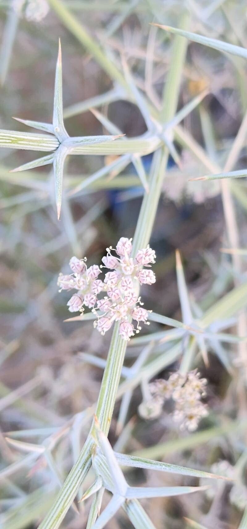 Pycnocycla nodiflora photo 3