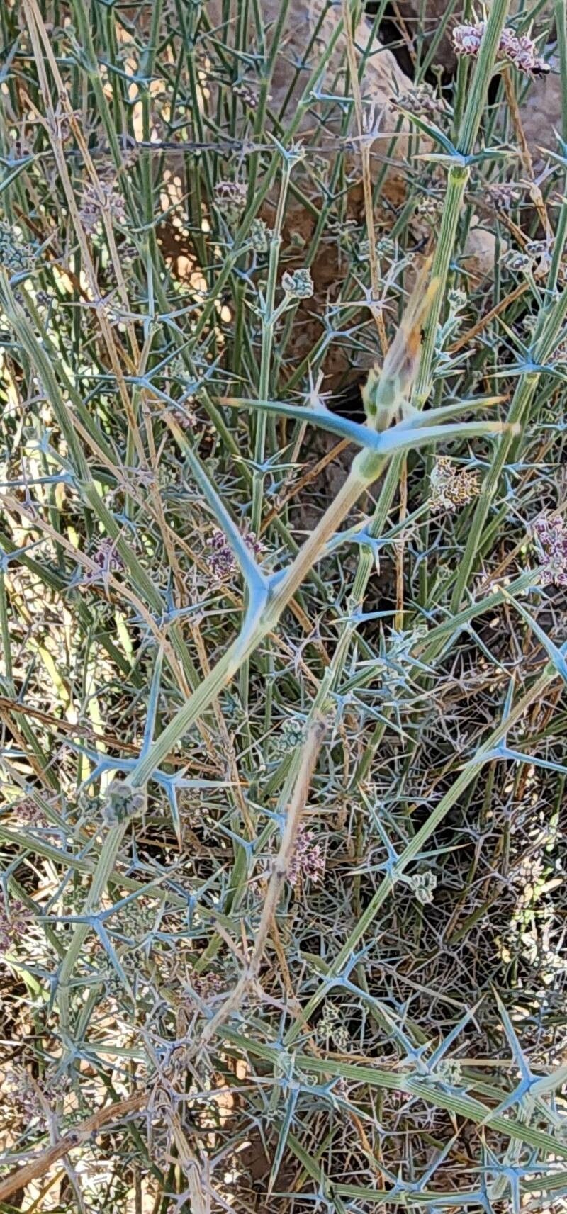 Pycnocycla nodiflora photo 4