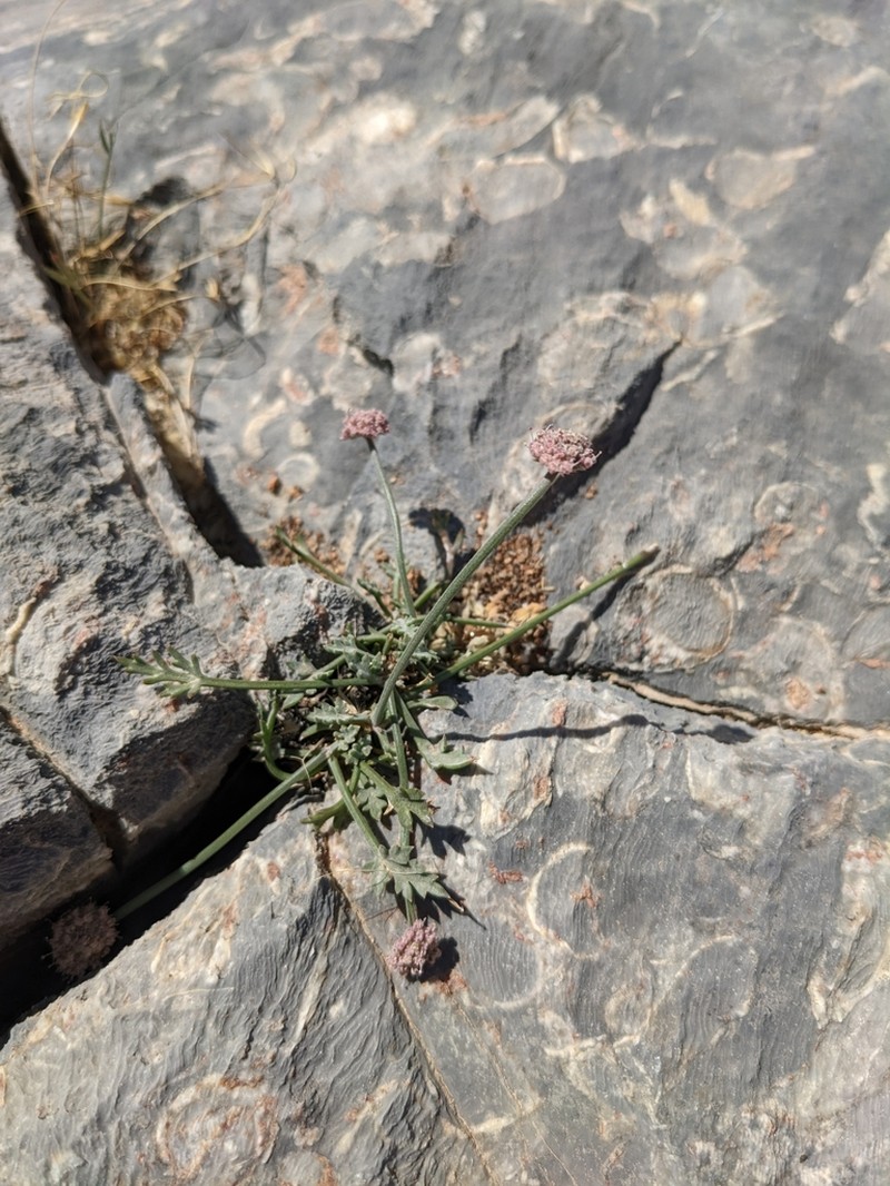 Pycnocycla prostrata