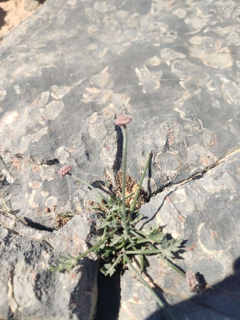 Pycnocycla prostrata photo 2