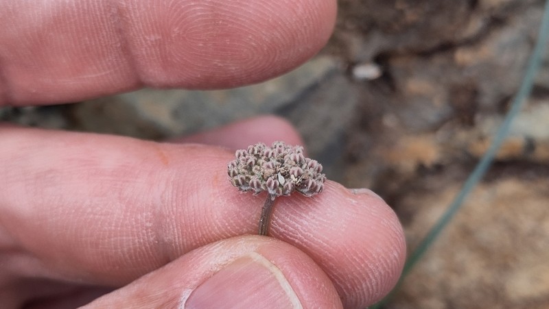 Pycnocycla prostrata photo 3