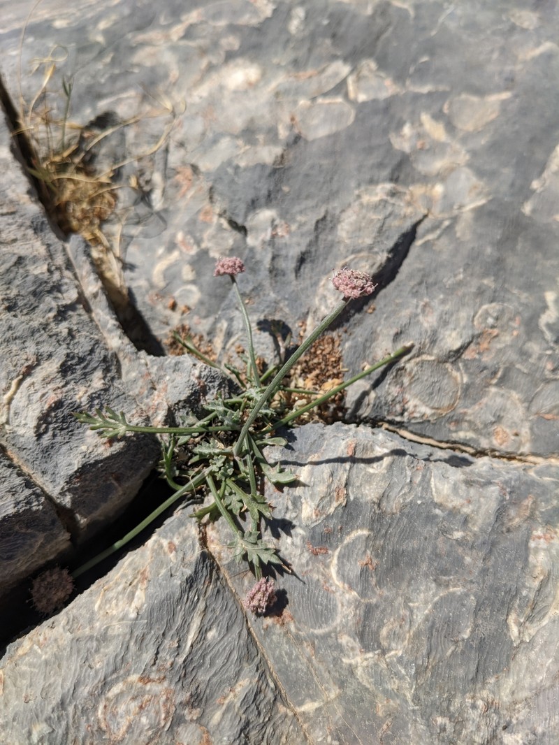 Pycnocycla prostrata photo 5