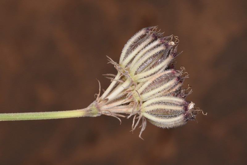 Pycnocycla saxatilis photo 3