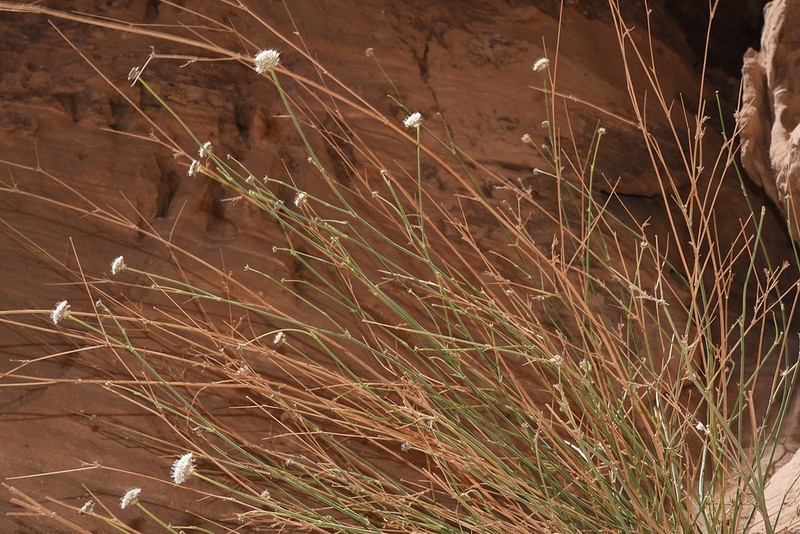 Pycnocycla saxatilis photo 4