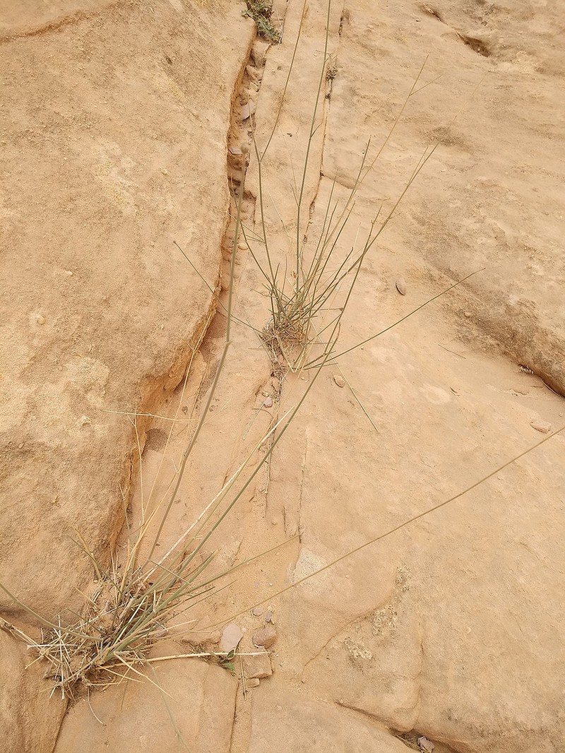 Pycnocycla saxatilis photo 5