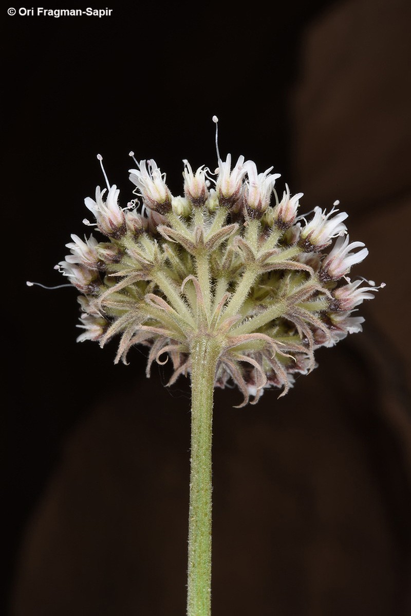 Pycnocycla saxatilis photo 6