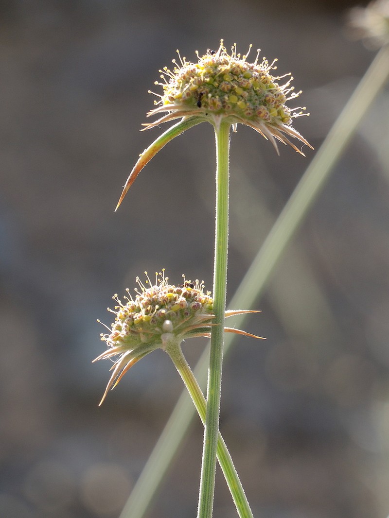 Pycnocycla spinosa photo 2