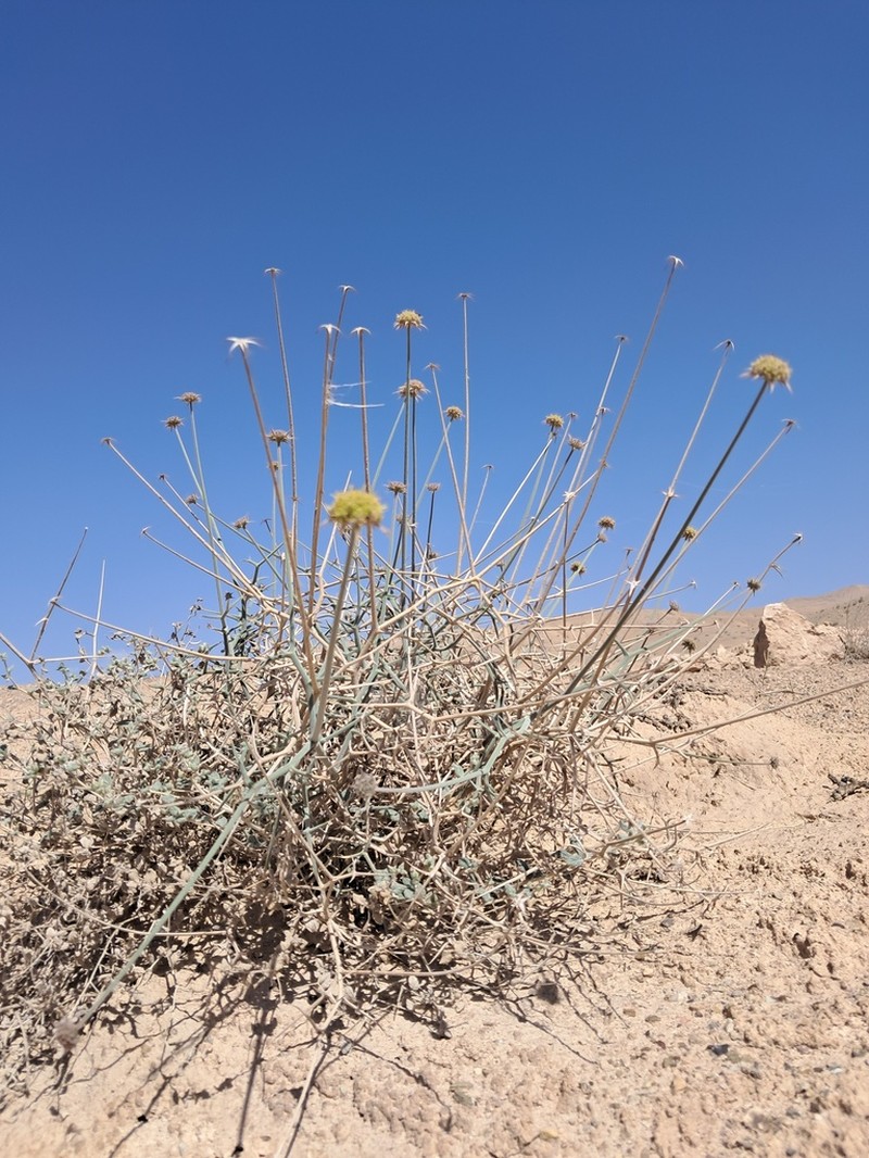 Pycnocycla spinosa photo 4