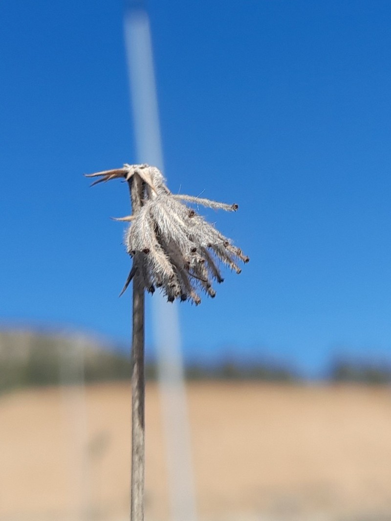 Pycnocycla spinosa photo 5