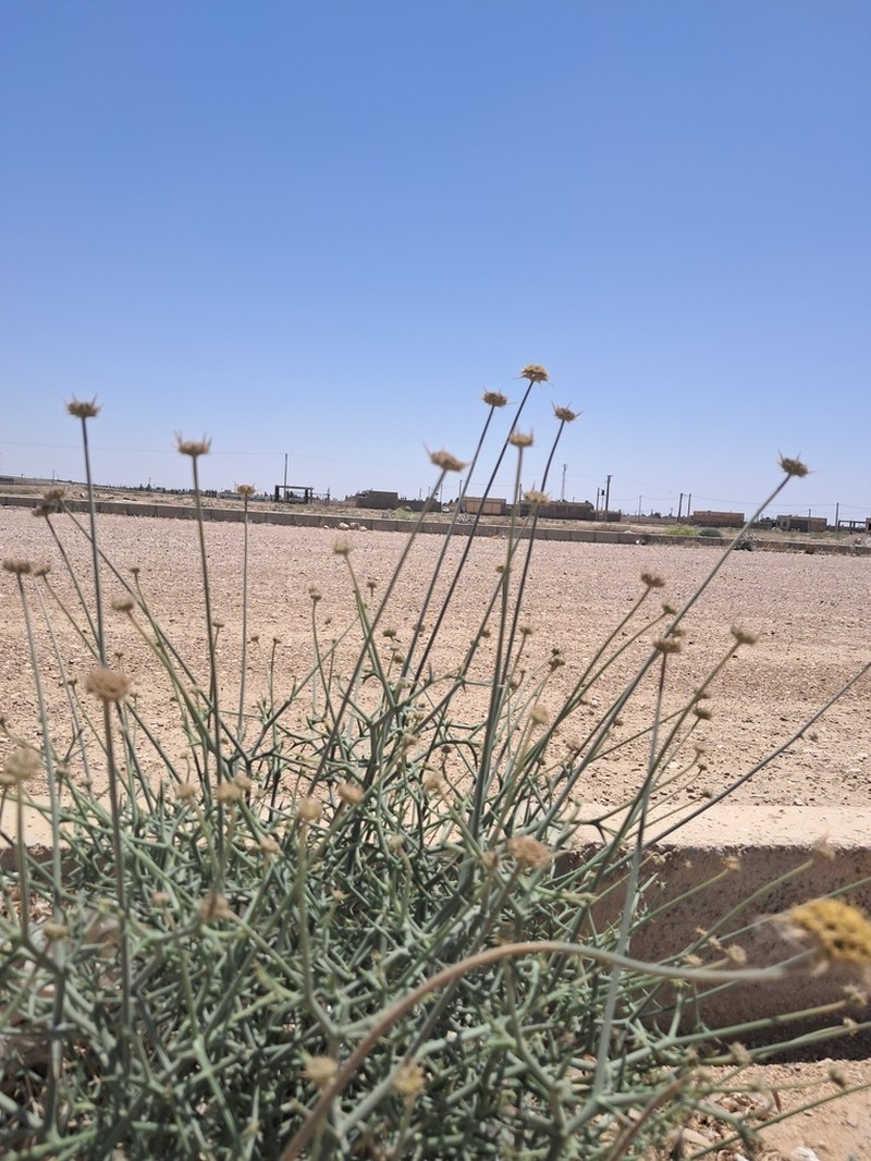 Pycnocycla spinosa photo 6