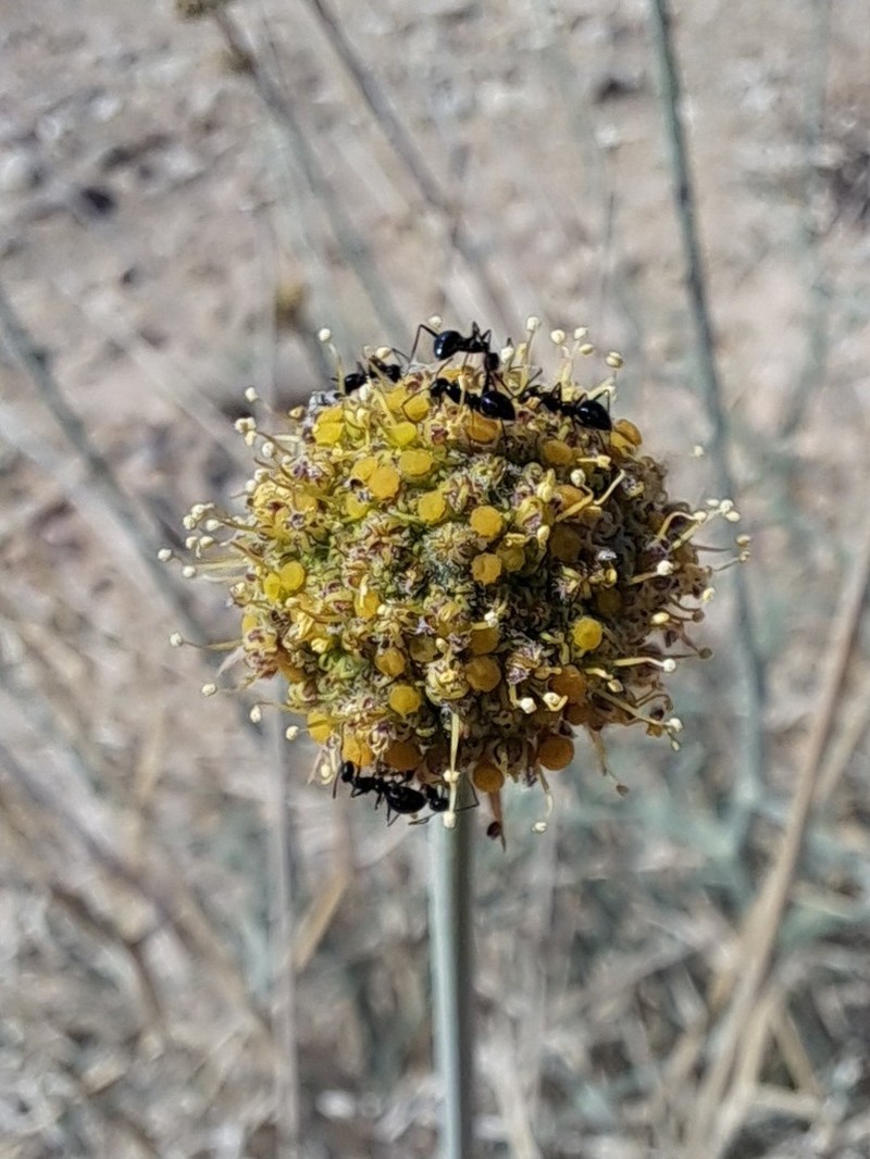 Pycnocycla spinosa photo 7