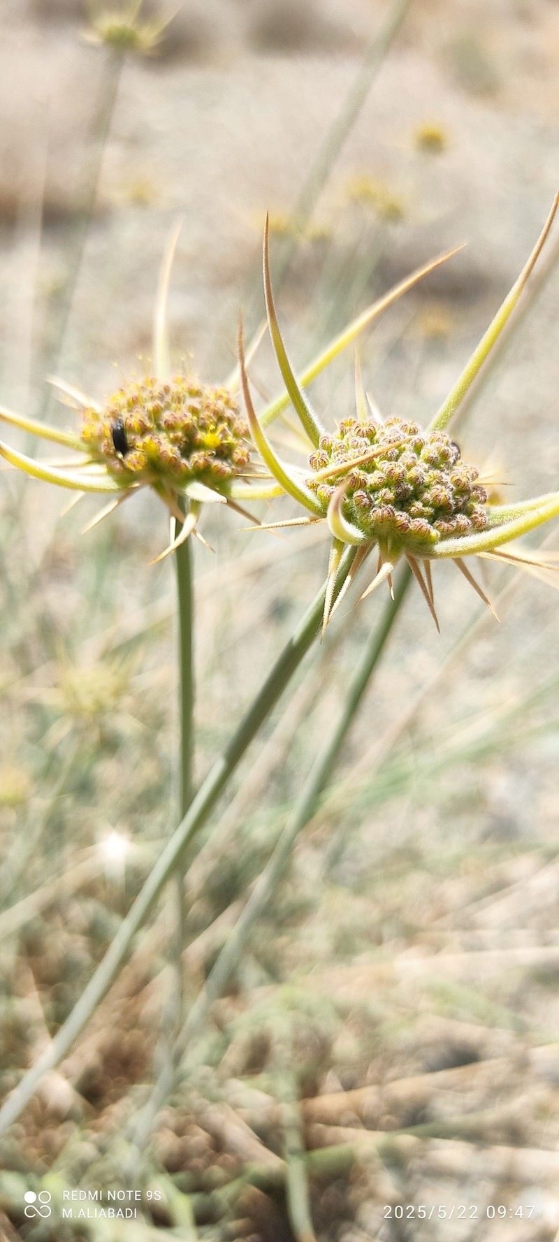 Pycnocycla spinosa photo 8