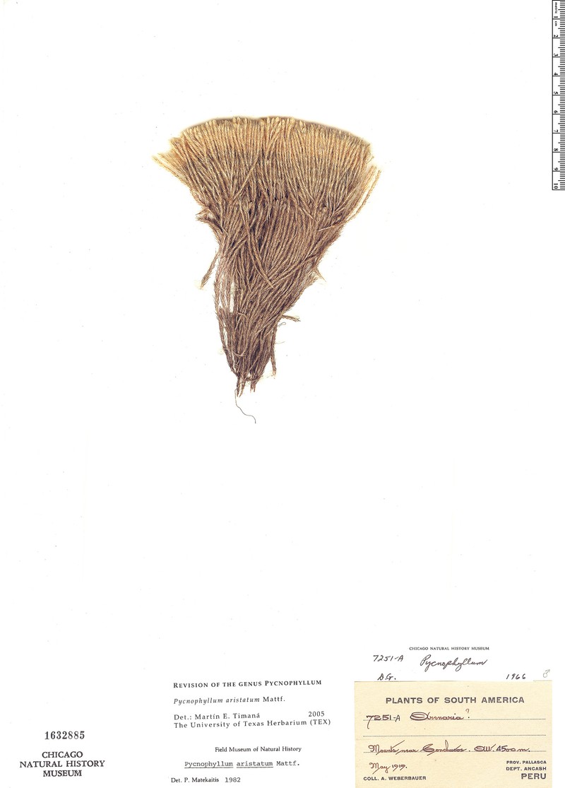Pycnophyllum aristatum photo 2