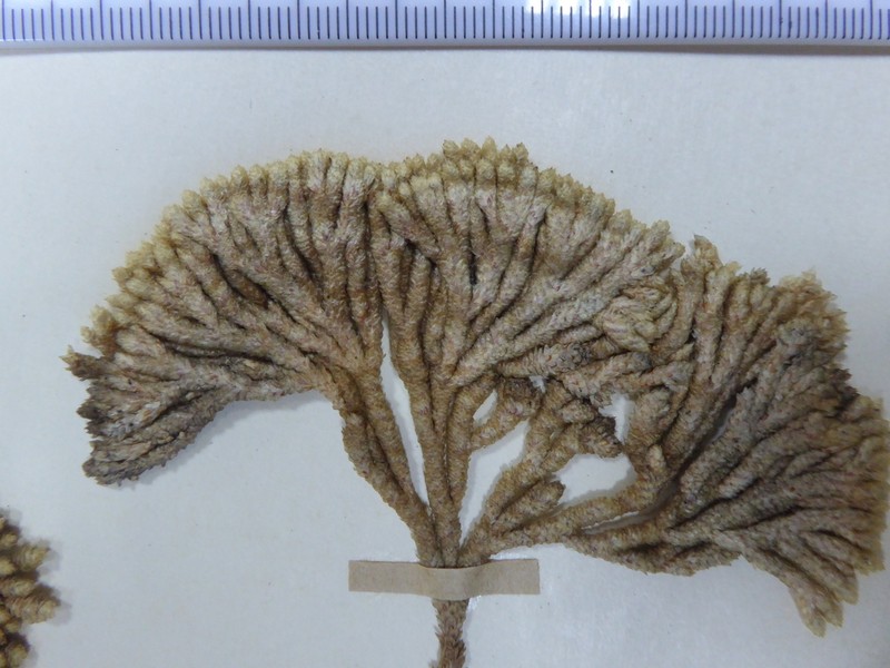 Pycnophyllum aschersonianum