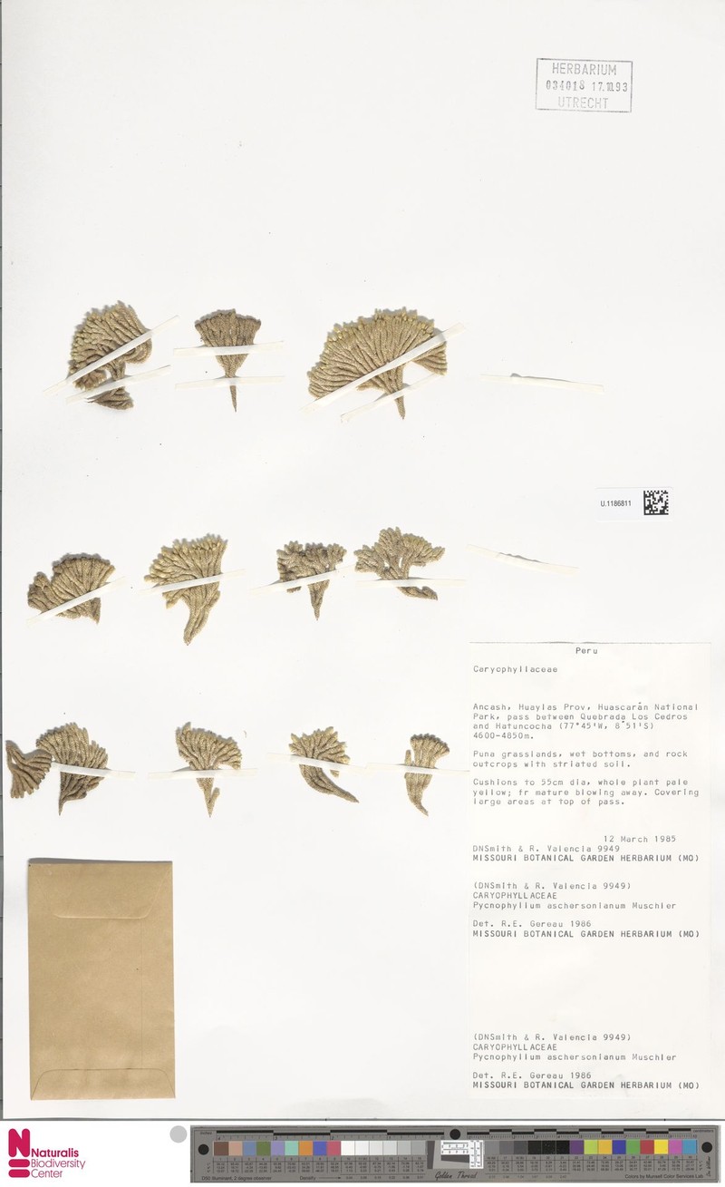 Pycnophyllum aschersonianum photo 2
