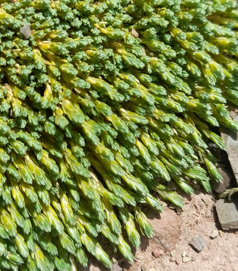 Pycnophyllum bryoides