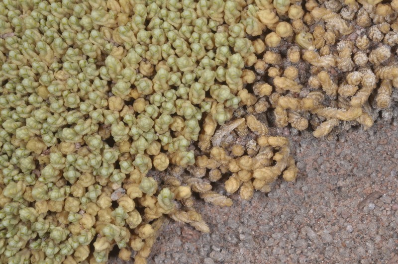 Pycnophyllum bryoides photo 2