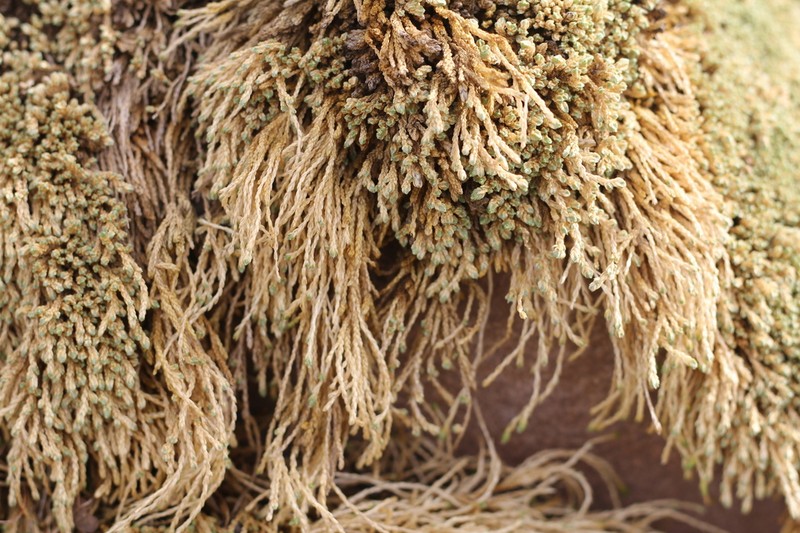 Pycnophyllum bryoides photo 3
