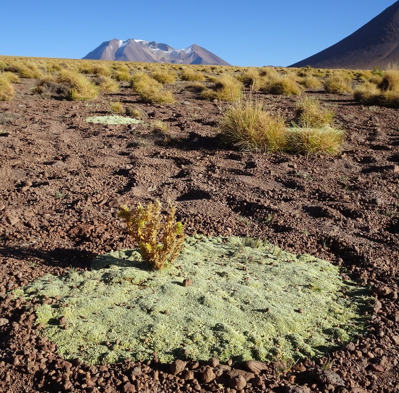 Pycnophyllum bryoides photo 4