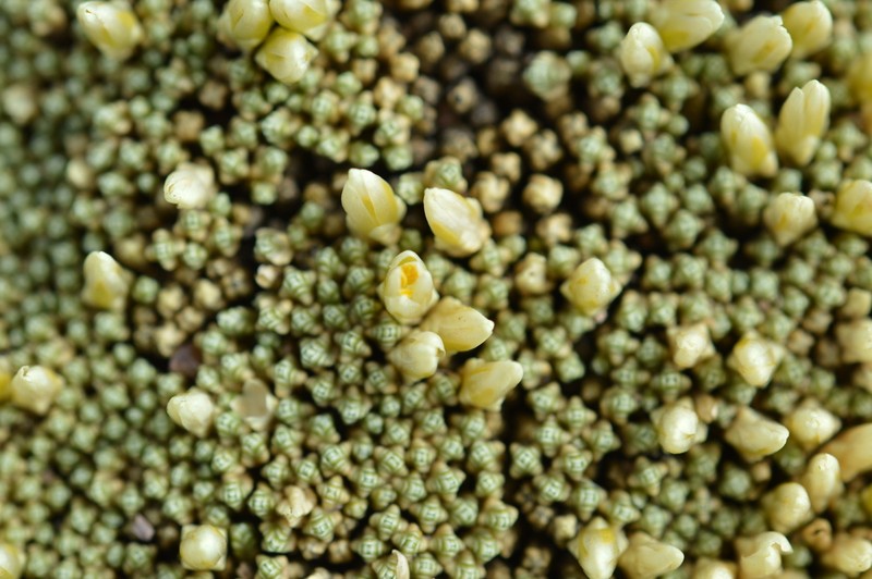 Pycnophyllum bryoides photo 5