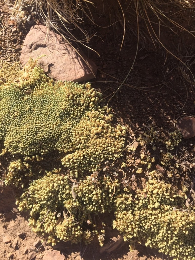 Pycnophyllum bryoides photo 6