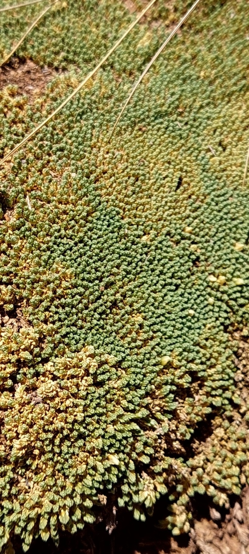 Pycnophyllum bryoides photo 7