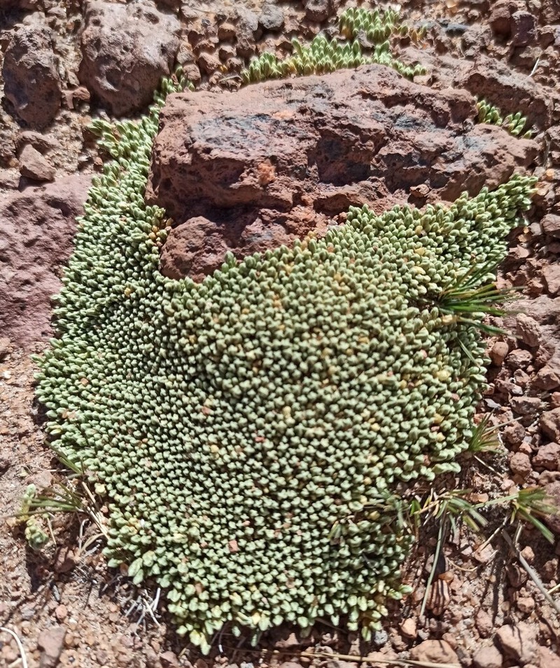 Pycnophyllum bryoides photo 8
