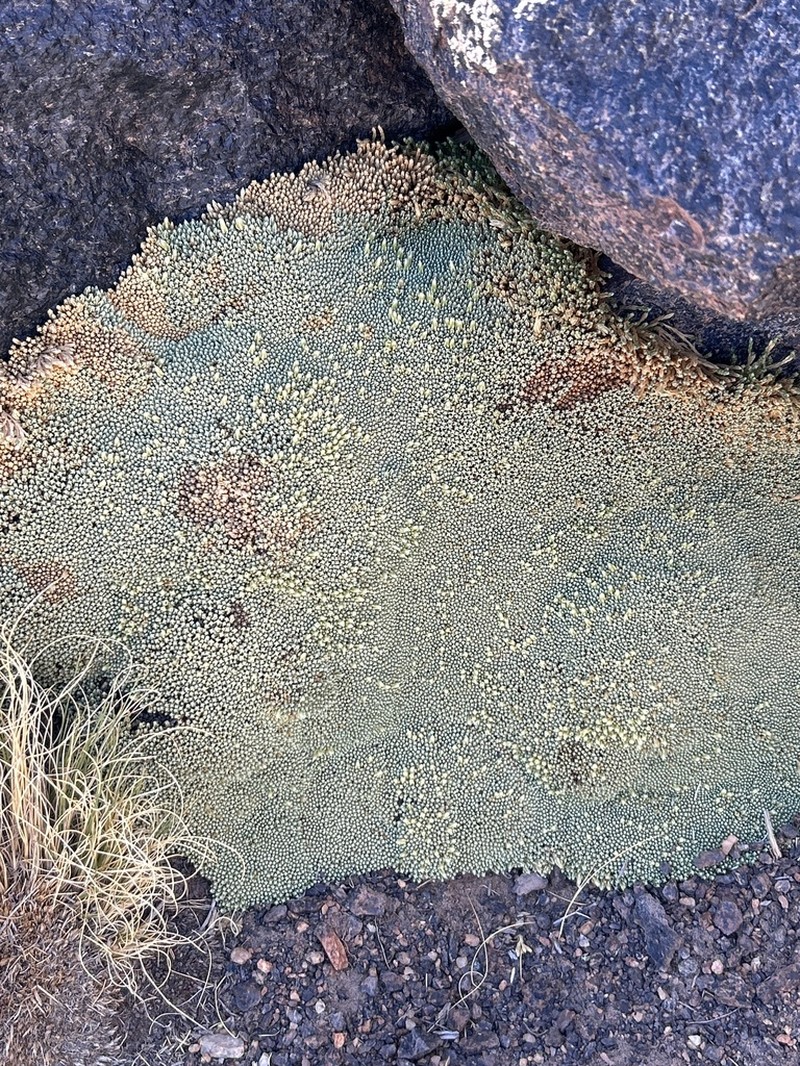 Pycnophyllum convexum