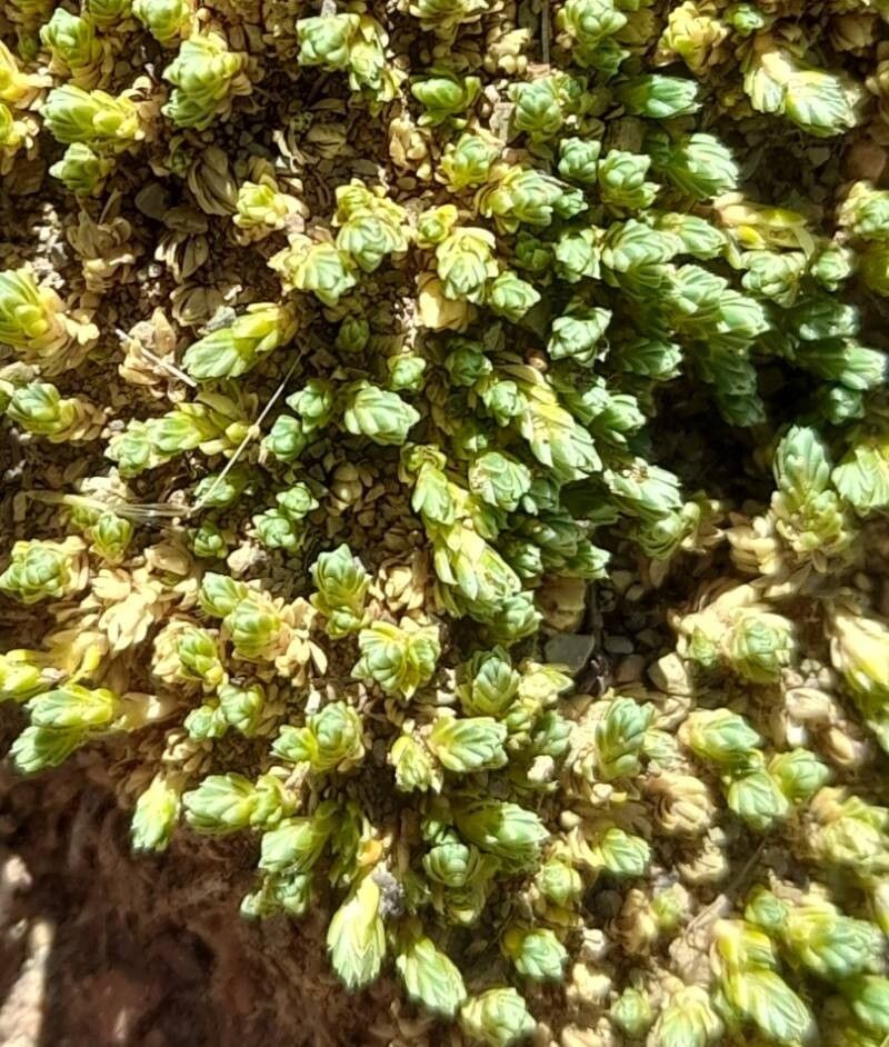 Pycnophyllum convexum photo 2