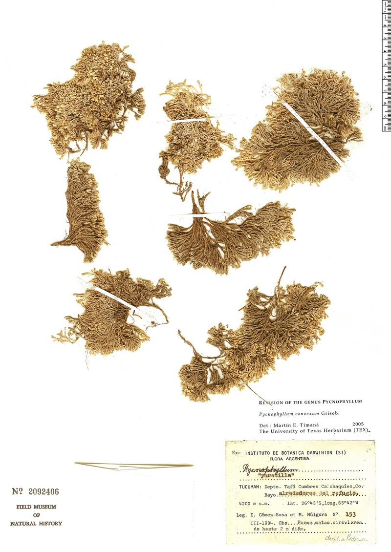 Pycnophyllum convexum photo 3