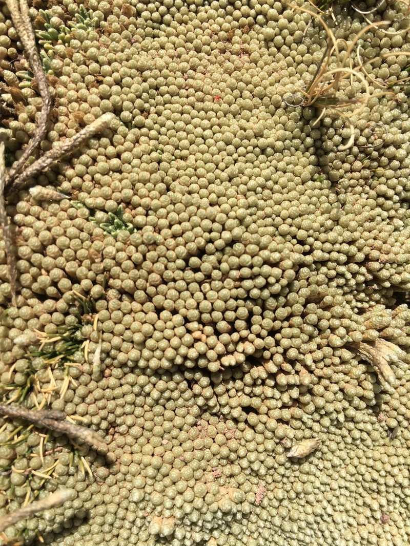 Pycnophyllum holleanum photo 3