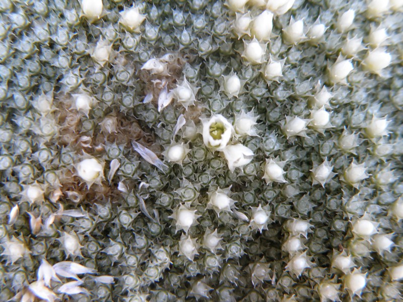 Pycnophyllum holleanum photo 4