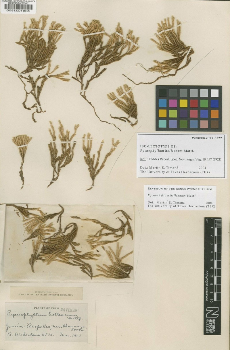 Pycnophyllum holleanum photo 5