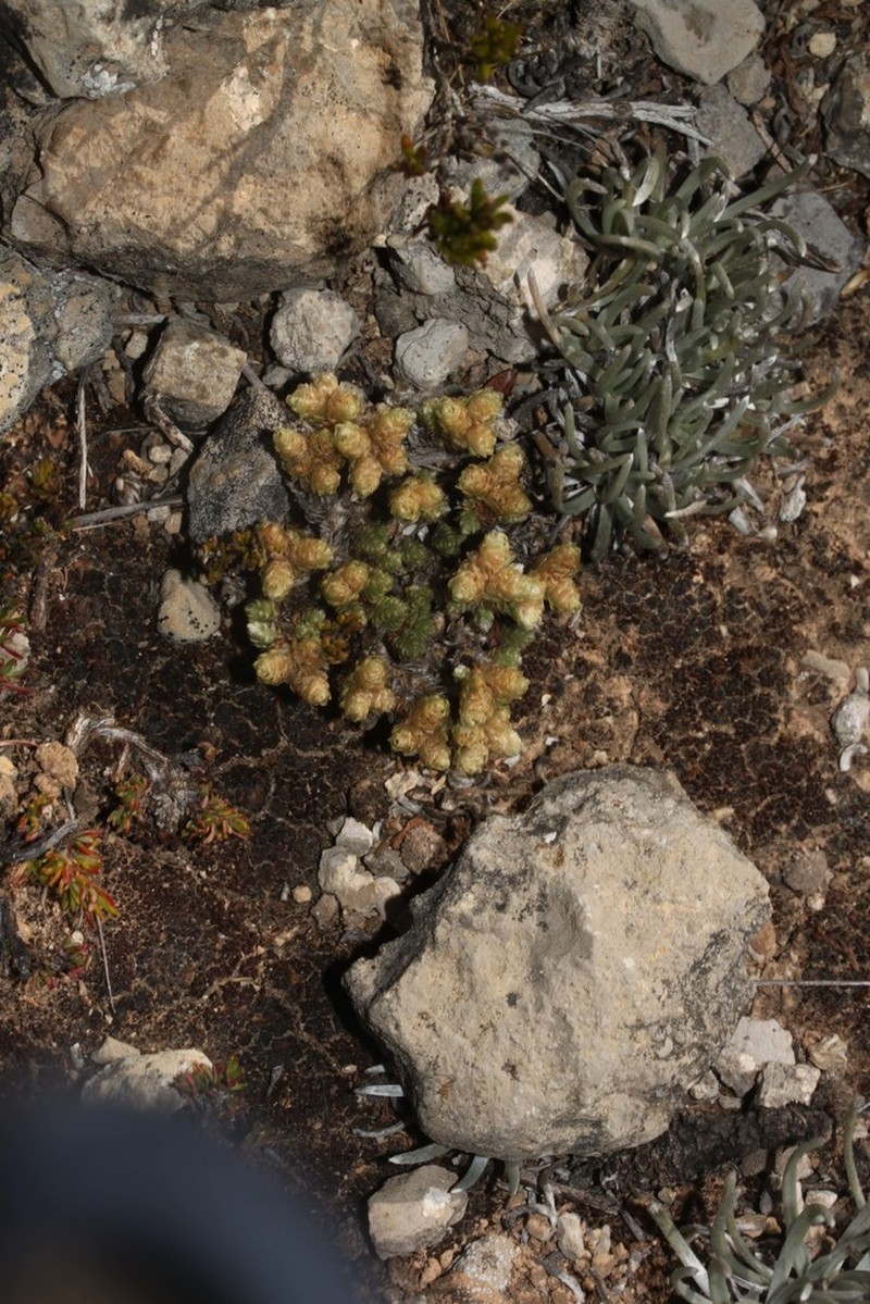 Pycnophyllum huascaranum
