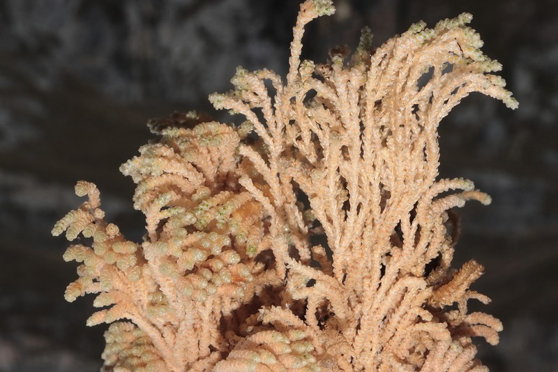 Pycnophyllum huascaranum photo 2