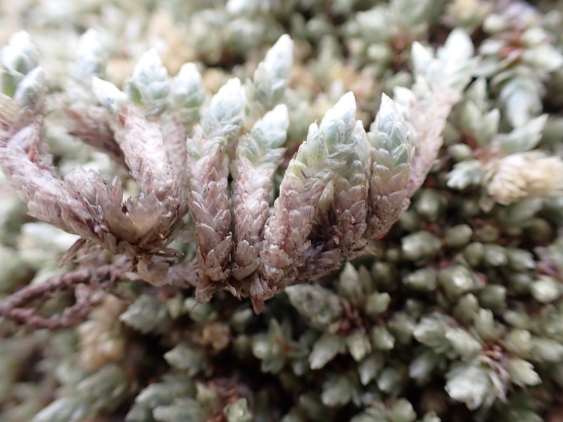 Pycnophyllum huascaranum photo 3