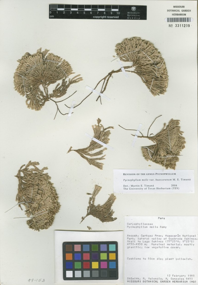Pycnophyllum huascaranum photo 4